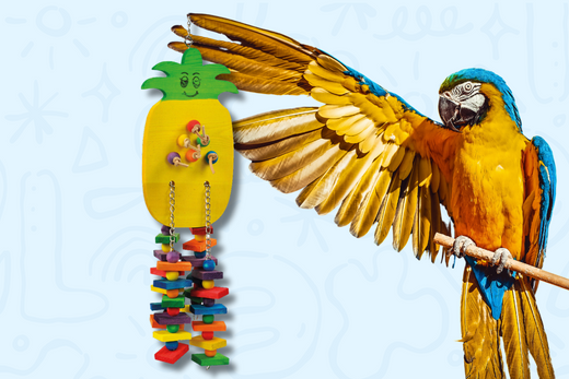 Why Bird Toys Are Key to Your Parrot's Happiness and Well-being